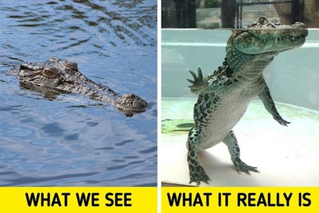 1. Ako ste se ikad zapitali kako izgleda aligator pod vodom, evo odgovora.