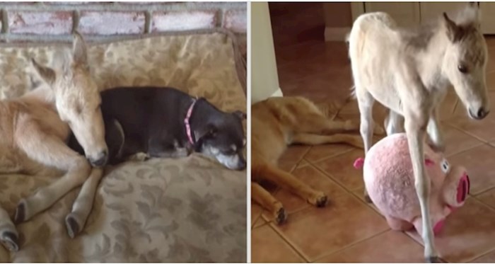 VIDEO Preslatka mini kobila Luna odrasla je u kućni punoj pasa
