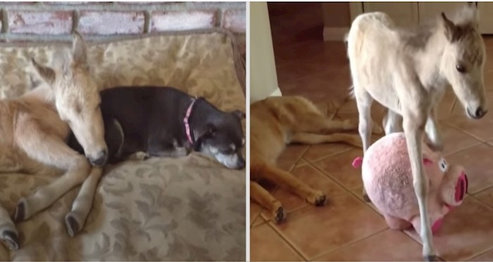 VIDEO Preslatka mini kobila Luna odrasla je u kućni punoj pasa