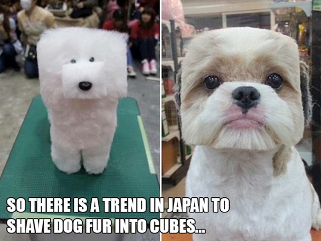 14. U Japanu postoji čudan trend - kockaste frizure za pse.