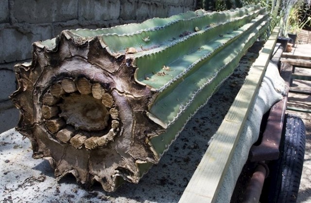 3. Ovako izgleda kaktus iznutra.