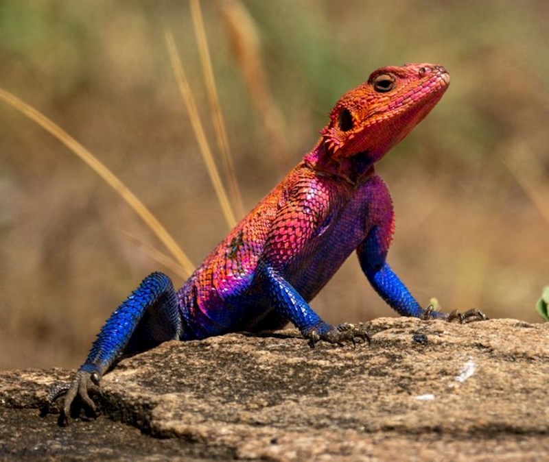 Ovaj gušter definitivno osvaja nagradu za najbolju kamuflažu jer je totalno uspješno iskopirao Spidermana.