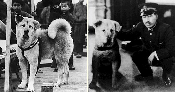 Ovako je izgledao pravi Hachikō, najodaniji pas u povijesti