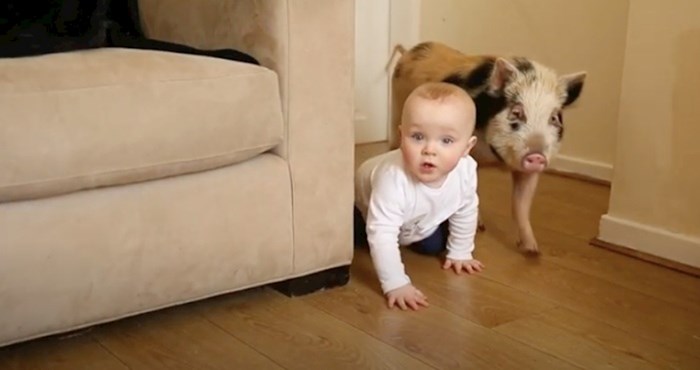 VIDEO 13-mjesečnom dječaku ostvarili su se snovi, dobio je pravu svinjicu Peppu