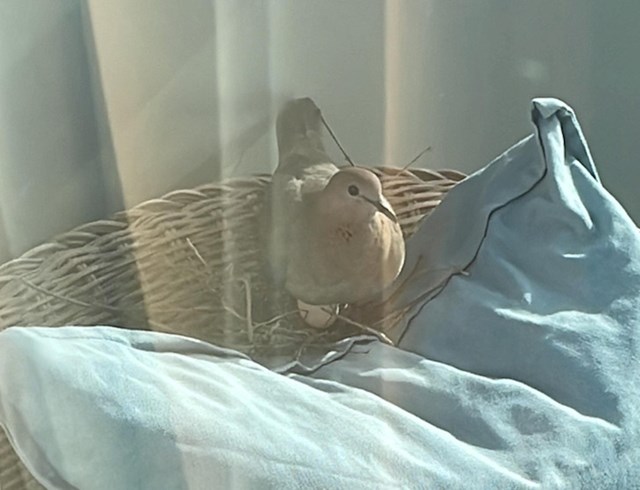 13. Ova slatka ptica se udomaćila na mojem balkonu