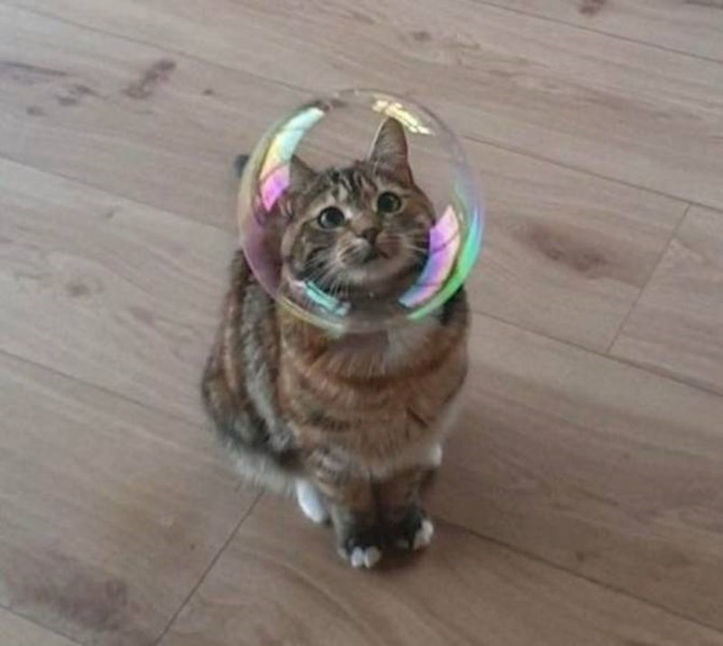 14. Maca koja izgleda kao astronaut iz nekog crtića