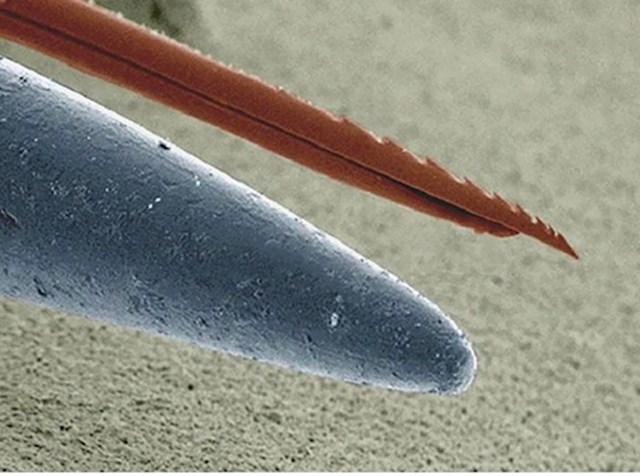 4. Mikrokopska usporedba žalca pčele i vrha igle.