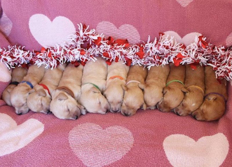 17. Rodili su se točno na Valentinovo.