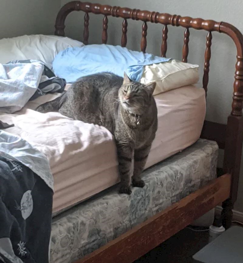 12. Svako jutro kad se probudimo ona se izvali na naš krevet