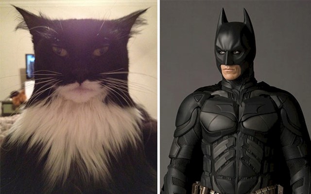 BONUS: Batman mačka 😝