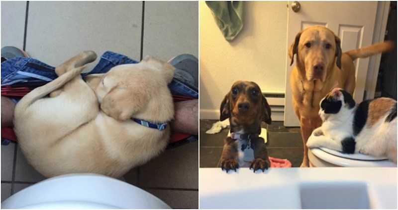 20+ dosadnih životinja koje svoje vlasnike ne puštaju na miru niti sekunde