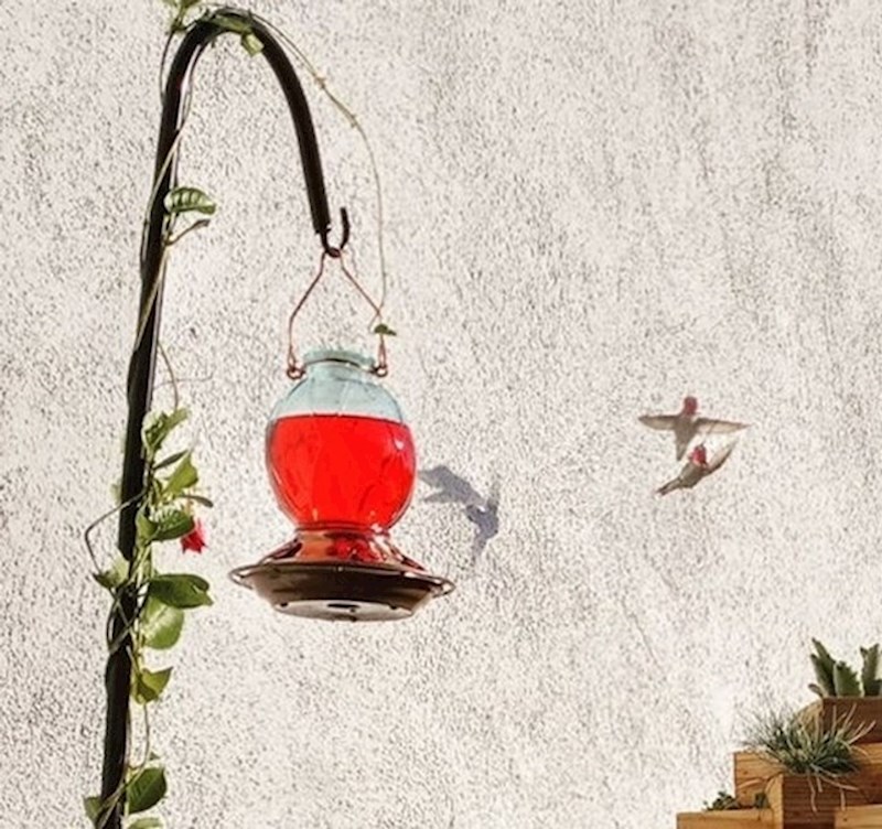 1. Htjela je fotkati kolibrića, na fotki su se zahvaljujući sjeni pojavila dva