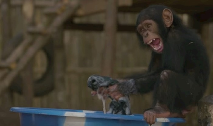 VIDEO Luckaste bebe čimpanze obožavaju se igrati s mjehurićima
