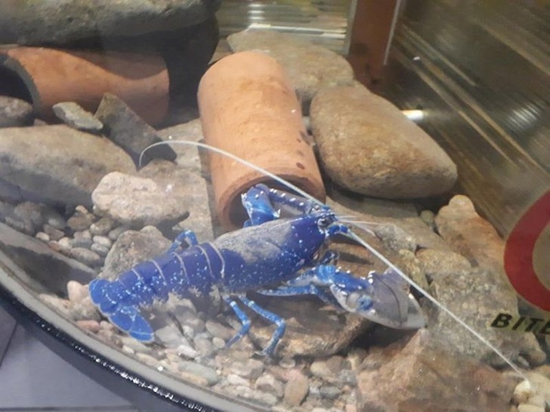 16. Plavi jastog! Samo jedan primjerak na 2 milijuna jastoga je plav i razlog tomu je genetska mutacija.