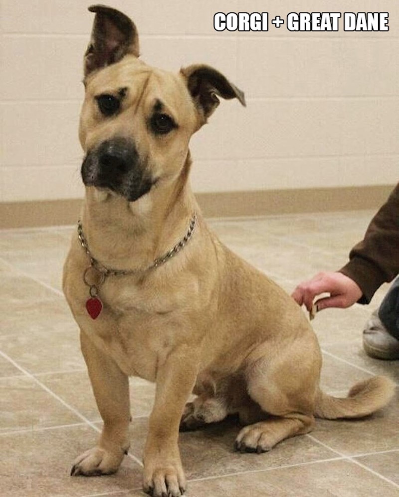 16. Korgi + njemačka doga