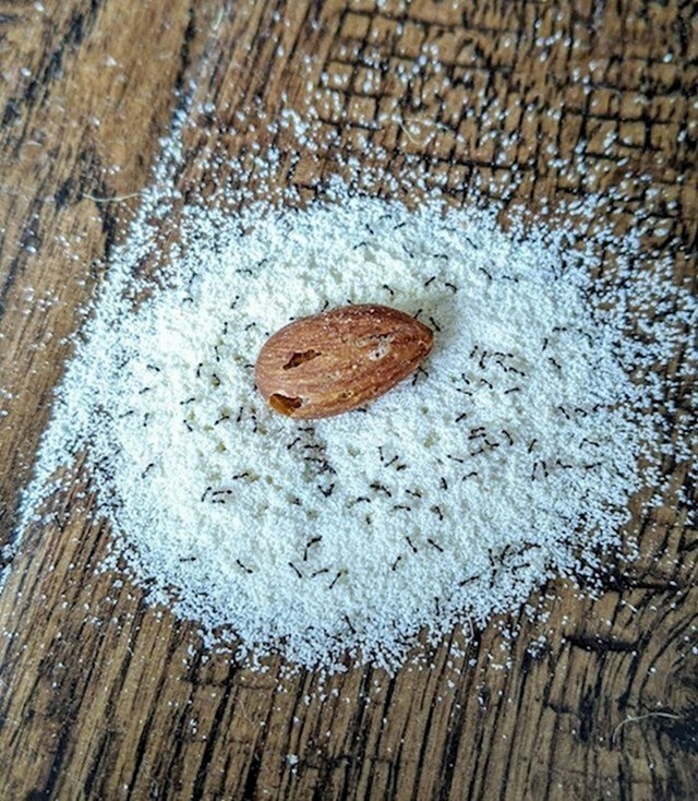 7. Mravi proizvode vlastito bademovo brašno