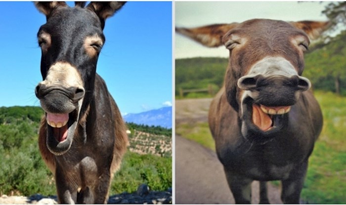 20 fotografija simpatičnih magaraca čiji osmjesi će vam popraviti dan