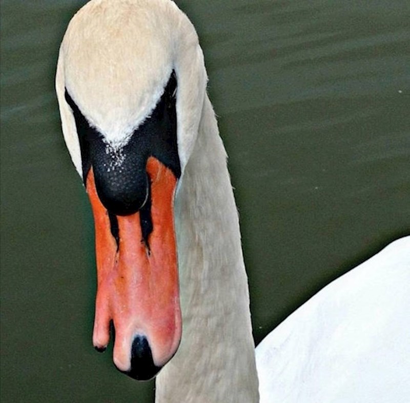10. Labud s malo drugačijim kljunom