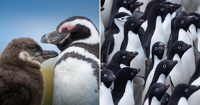 Fotografije pingvina s Antarktike podsjećaju na važnost borbe protiv klimatskih promjena