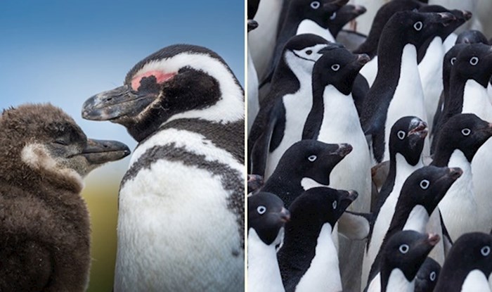 Fotografije pingvina s Antarktike podsjećaju na važnost borbe protiv klimatskih promjena