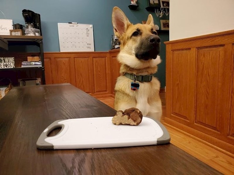 "Moj pas pronašao je tartuf u dvorištu."