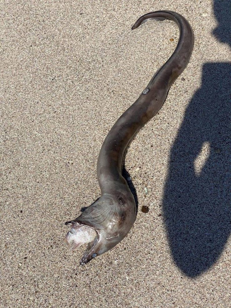 Jegulja koja se ugušila ribom i zatim nasukala.