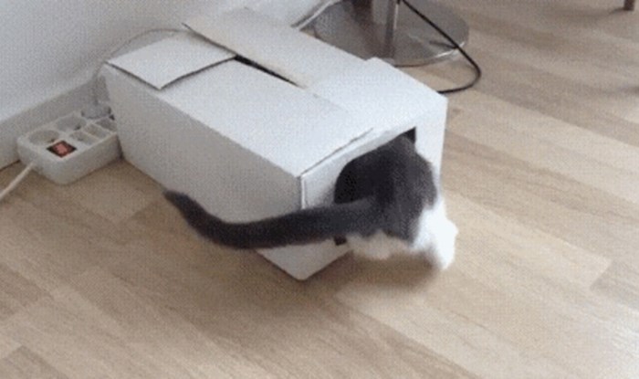 Mačka se zavukla u kutiju, ali tamo ju je dočekalo iznenađenje od kojeg se prenerazila