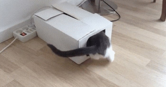 Mačka se zavukla u kutiju, ali tamo ju je dočekalo iznenađenje od kojeg se prenerazila