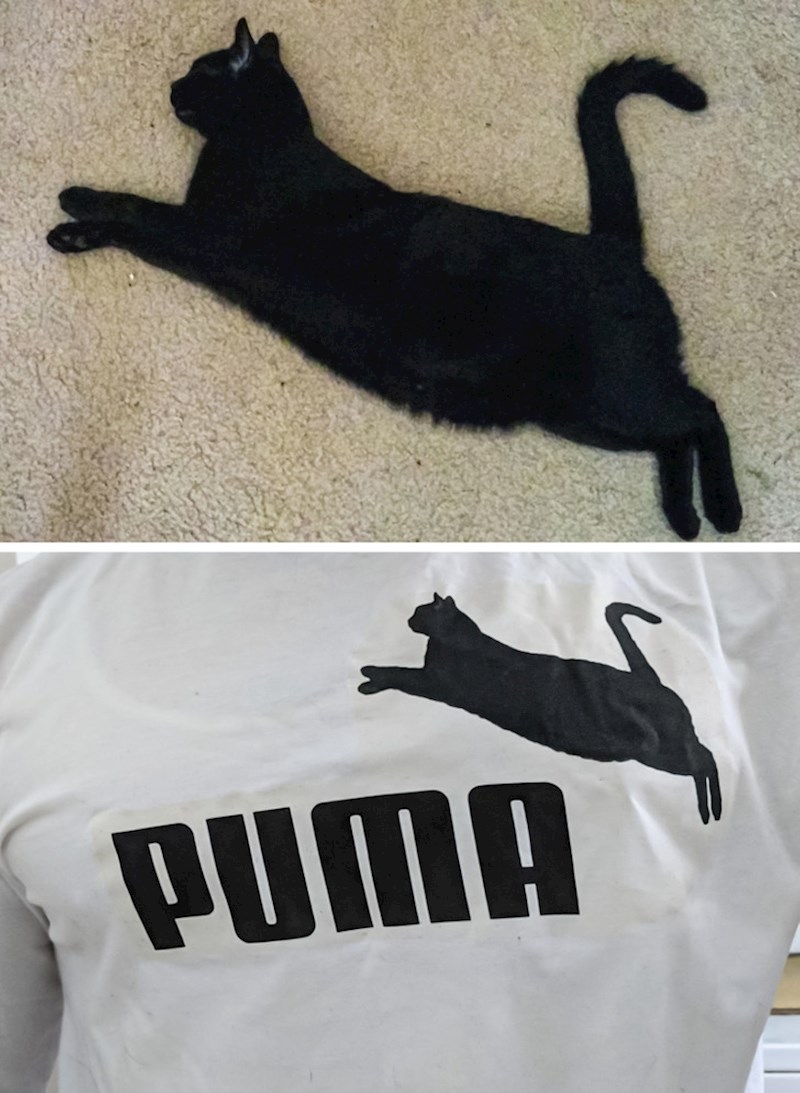 16. "Stavio sam svoju mačku na majicu!"