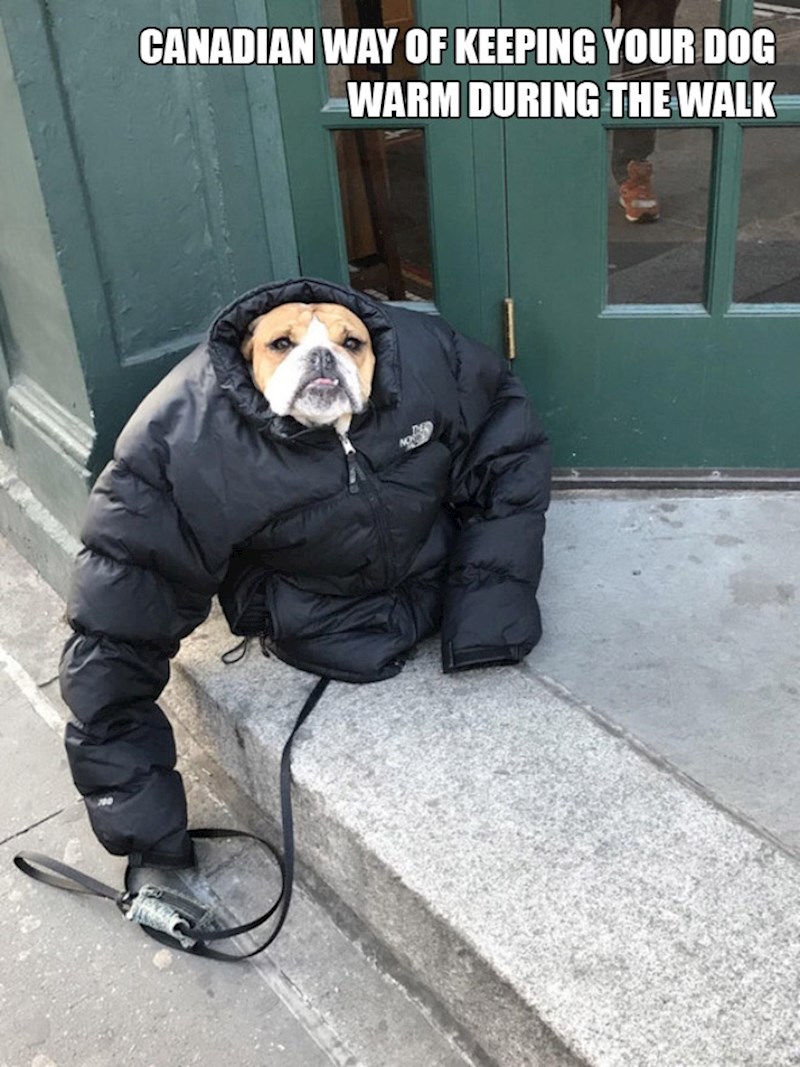 7. Ovako Kanađani utople svoje pse tijekom šetnje