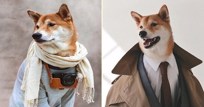 Modno osvješteni pas toliko dobro nosi mušku odjeću da slobodno može zamijeniti ljudske modele