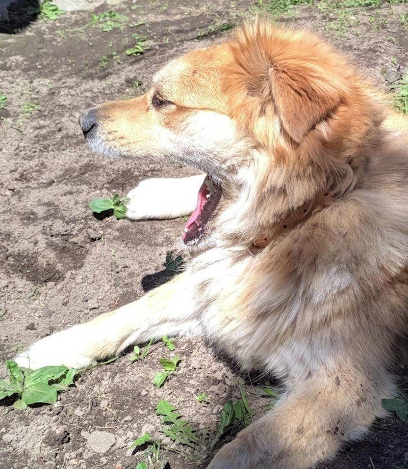 12. Izgleda kao da pas istovremeno ima otvorena i zatvorena usta