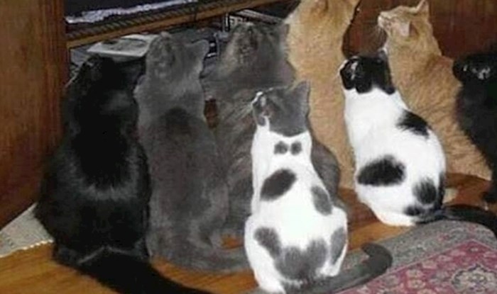 Ova skupina mačaka nije se okupila zbog hrane, razlog je nevjerojatan