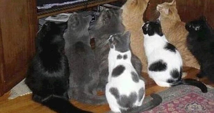Ova skupina mačaka nije se okupila zbog hrane, razlog je nevjerojatan
