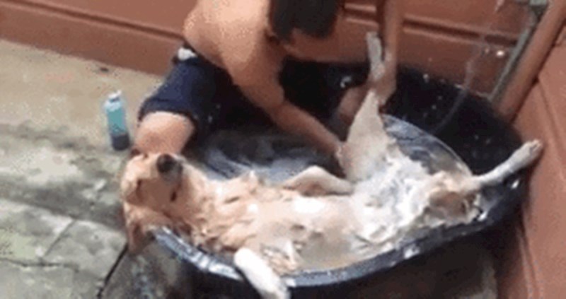 Ovaj pas koji uživa u kupanju je nešto najpozitivnije što ste danas vidjeli