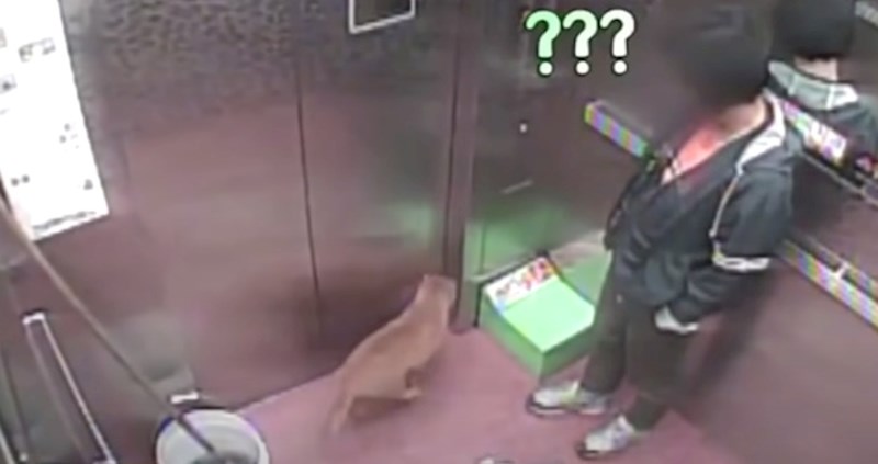 VIDEO 15 čudnih trenutaka koje su nadzorne kamere snimile u dizalima