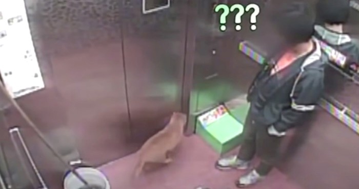 VIDEO 15 čudnih trenutaka koje su nadzorne kamere snimile u dizalima