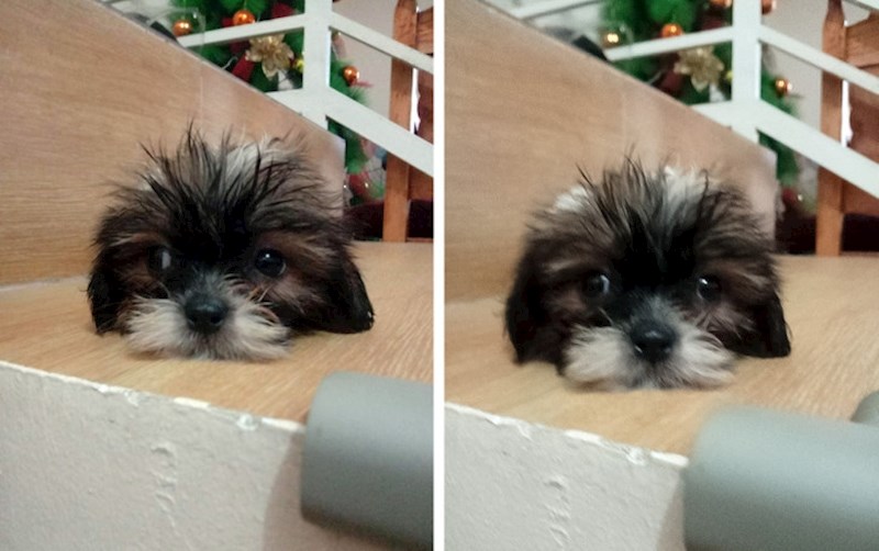 7. Peso je upao u stepenice?