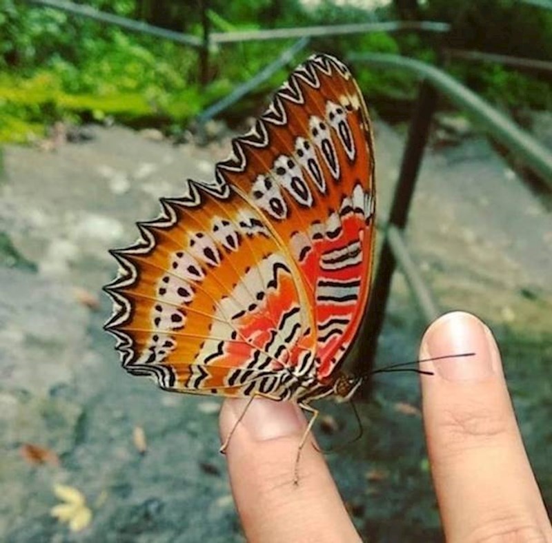 11. Uzorak na ovom leptiru izgleda kao lice iz poznate slike Krik Edvarda Muncha