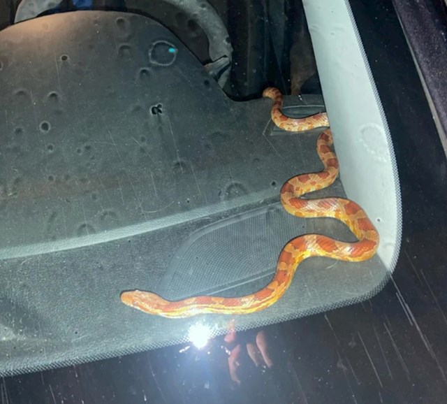 16. Netko je pronašao zmiju. U svom autu. S unutrašnje strane prednjeg vjetrobranskog stakla.