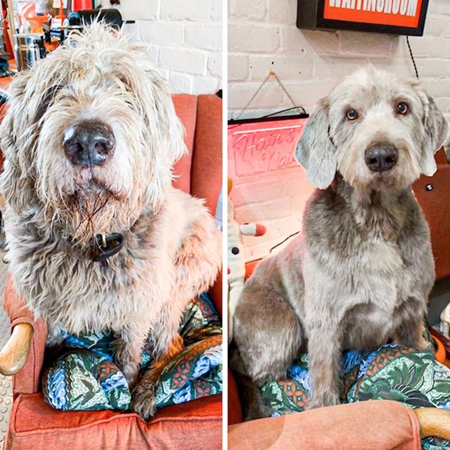 11. "Moj pas prije i poslije šišanja."