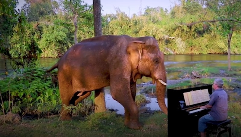 VIDEO Spašeni slon obožava opuštanje uz zvukove klavira