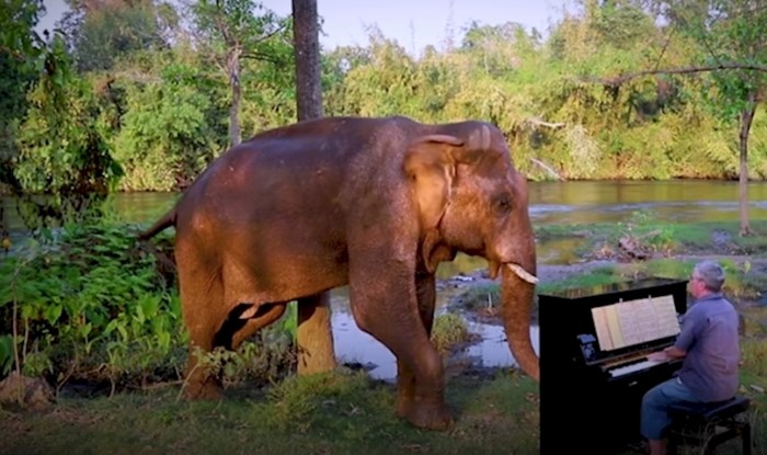 VIDEO Spašeni slon obožava opuštanje uz zvukove klavira