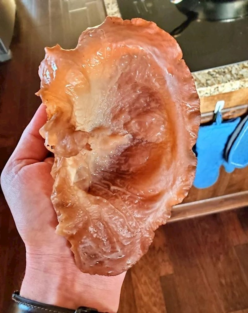 3. Gljiva koju je netko pronašao na stablu i izgleda poput ljudskog uha