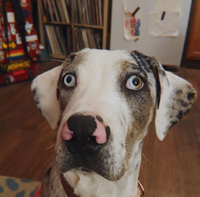 15. Pola oka mu je plavu, pola smeđe