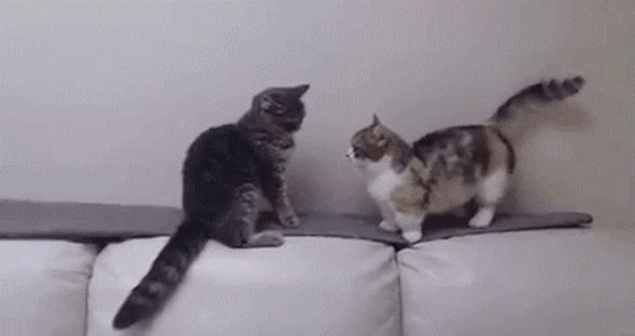 Mačka je samo jednim pokretom drugoj mački pokazala tko je šefica