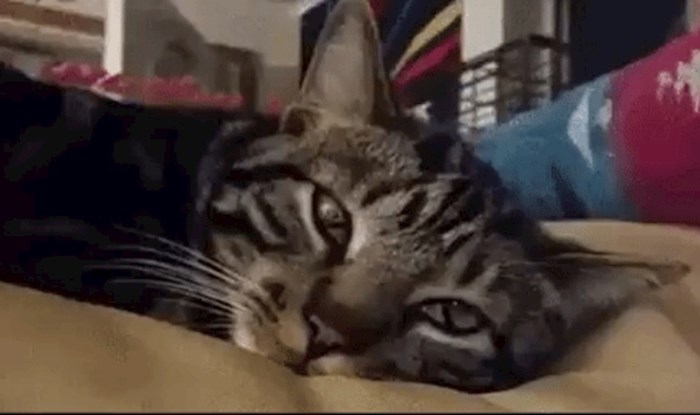 Kamera je snimila trenutak u kojem mačka širi zjenice, ovo je hipnotizirajuće