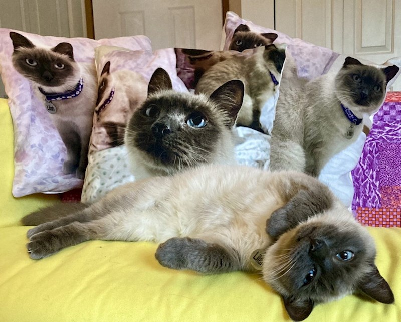 15. Svake godine kupi jedan jastuk svojoj mački na dan kad ju je udomila