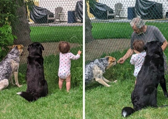 5. "Moji psi svaki dan dođu do ograde kako bi im susjed dao poslasticu. Od danas im se pridružila i moja kćerka."😂
