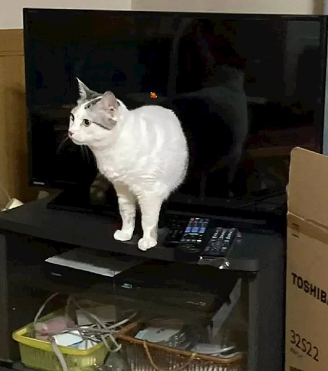 6. Mačka izlazi iz TV-a